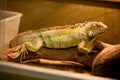 Green iguana, also known as American iguana, is a large, arboreal, lizard. Found in captivity as a pet due to its calm disposition