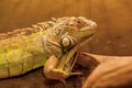 Green iguana, also known as American iguana, is a large, arboreal, lizard. Found in captivity as a pet due to its calm disposition Royalty Free Stock Photo