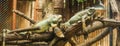 Green iguana Iguana iguana, also known as American iguana, is a large, arboreal, lizard. Found in captivity as a pet due to its