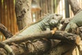 Green iguana Iguana iguana, also known as American iguana, is a large, arboreal, lizard. Found in captivity as a pet due to its