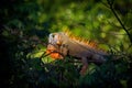 Green iguana - Iguana iguana  also known as the American iguana, is a large, arboreal, mostly herbivorous species of lizard of the Royalty Free Stock Photo