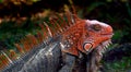 The green iguana, also known as the American iguana Royalty Free Stock Photo