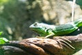 Green iguana. Iguana - also known as Common iguana or American iguana. Lizard families, look toward a bright eyes looking in the Royalty Free Stock Photo