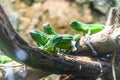 Green iguana. Iguana - also known as Common iguana or American iguana. Lizard families, look toward a bright eyes looking in the Royalty Free Stock Photo