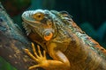 Green iguana. Iguana - also known as Common iguana or American iguana. Lizard families, look toward a bright eyes looking in the Royalty Free Stock Photo