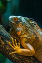 Green iguana. Iguana - also known as Common iguana or American iguana. Lizard families, look toward a bright eyes looking in the Royalty Free Stock Photo