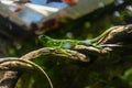 Green iguana. Iguana - also known as Common iguana or American iguana. Lizard families, look toward a bright eyes looking in the Royalty Free Stock Photo