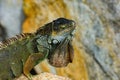 Green Iguana, also known as Common or American iguana, on nature background. Royalty Free Stock Photo