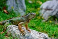 Green Iguana, also known as Common or American iguana, on nature background. Royalty Free Stock Photo
