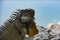 Green iguana, American iguana, herbivorous species of lizard of the genus Iguana.