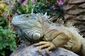 Green iguana / American iguana - lizard portrait