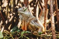 Green iguana or American iguana is a lizard reptile in a Mexican jungle in Oaxaca Mexico Royalty Free Stock Photo