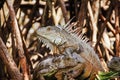 Green iguana or American iguana is a lizard reptile in a Mexican jungle in Oaxaca Mexico Royalty Free Stock Photo