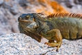 Green iguana, American iguana is a lizard reptile in the genus Iguana in the iguana family. And in the subfamily