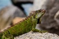 Green iguana, American iguana is a lizard reptile in the genus Iguana in the iguana family. And in the subfamily