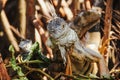 Green iguana or American iguana is a lizard reptile in a Mexican jungle in Oaxaca Mexico Royalty Free Stock Photo