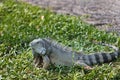 Green iguana in Bali Reptile Park Royalty Free Stock Photo