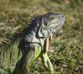 Green Iguana