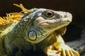 Green iguana basking in the morning sun Royalty Free Stock Photo