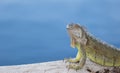 Green Iguana basking in the morning sun Royalty Free Stock Photo