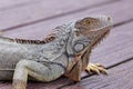 Green iguana basking in the sun on a wooden deck. Royalty Free Stock Photo