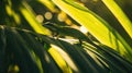 Green Iguana Basking in Sunlight Among Tropical Foliage Royalty Free Stock Photo