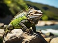 A green iguana basking on a sunlit rock near a river in the afternoon