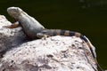 A green iguana basks on rock