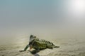 Green iguana at the beach Royalty Free Stock Photo