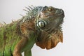 Green Iguana - Iguana iguana - beautiful portrait close-up of head and eye Royalty Free Stock Photo