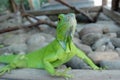 a green iguana is behind the glass Royalty Free Stock Photo