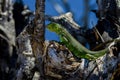 Green iguana, big pine key Royalty Free Stock Photo