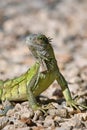 The Green Iguana lizard. Bonaire, Caribbean Netherlands Royalty Free Stock Photo