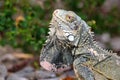 The Green Iguana lizard. Bonaire, Caribbean Netherlands Royalty Free Stock Photo
