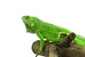 Green Iguana on a branch Royalty Free Stock Photo