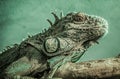 Green iguana on a branch