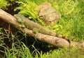 Green iguana on a branch