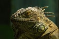 Green Iguana on branch