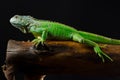 Green iguana on branch