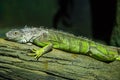 Green Iguana on branch