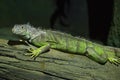 Green Iguana on branch