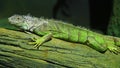 Green Iguana on branch