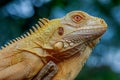 green iguana in a breeding ground