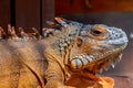 green iguana in a breeding ground