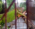 A green iguana in a cage Royalty Free Stock Photo