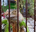 A green iguana in a cage Royalty Free Stock Photo