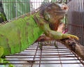 A green iguana in a cage Royalty Free Stock Photo