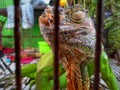 A green iguana in a cage Royalty Free Stock Photo