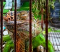 A green iguana in a cage Royalty Free Stock Photo
