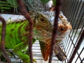 A green iguana in a cage Royalty Free Stock Photo